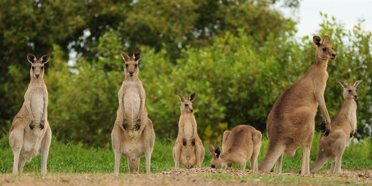 Wildlife Queensland Southern Branches Get-together and AGM