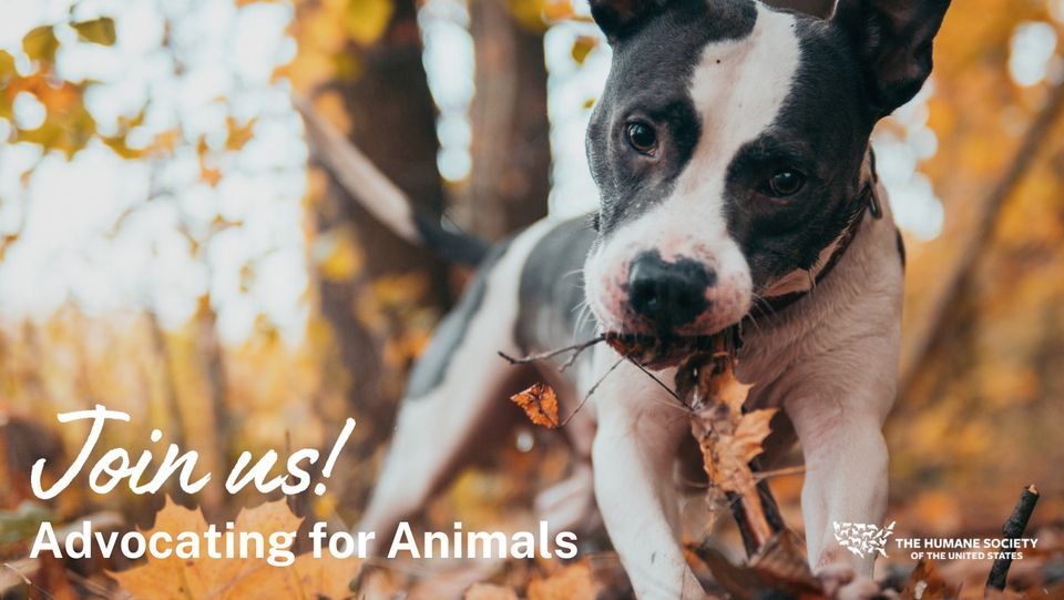 Advocating for Animals - Chattanooga Area