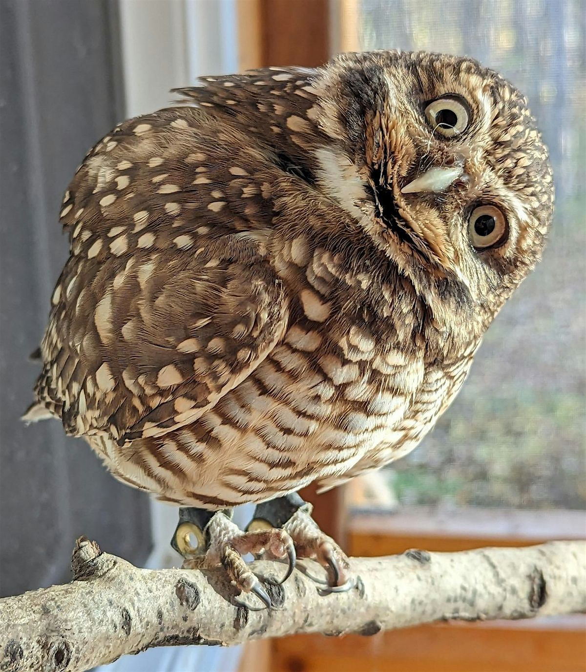 SPFGA Naturalist Series - Conservation Needs of Burrowing Owls