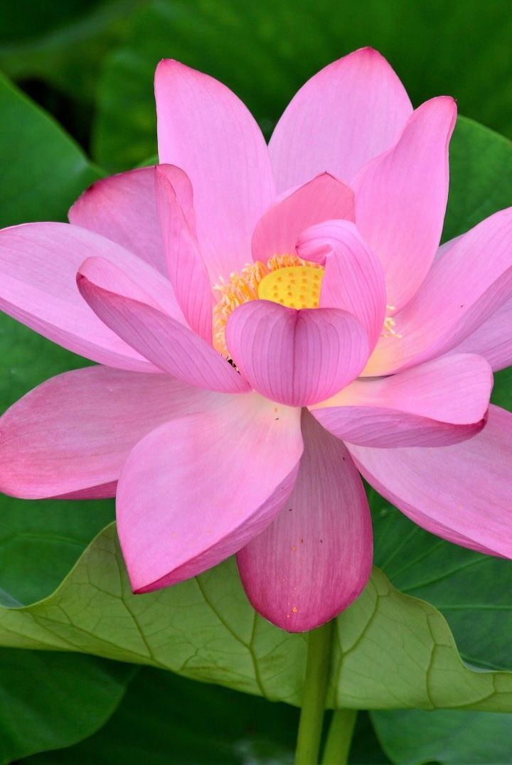 THE JEWEL IN THE LOTUS 