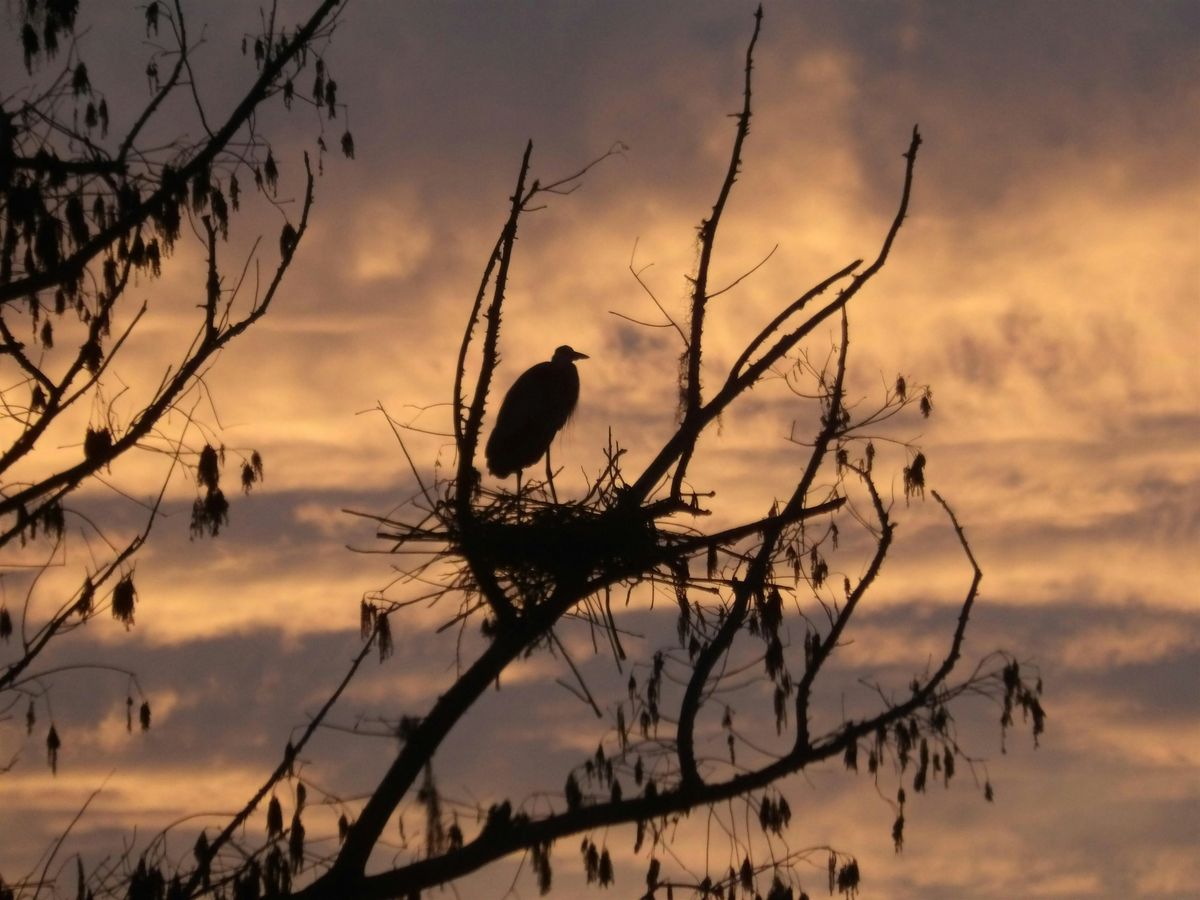 Valentine's Night Hike at Sweetwater Wetlands Park