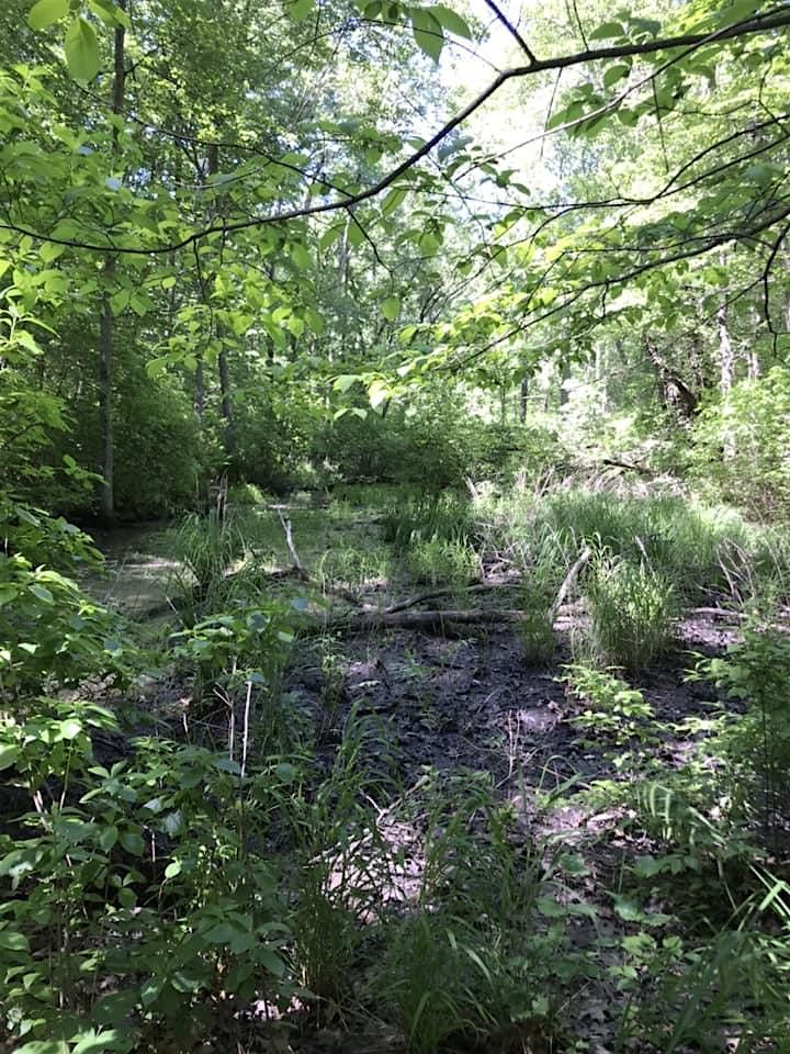 Sunday Guided Hike: Explore Vernal Pools