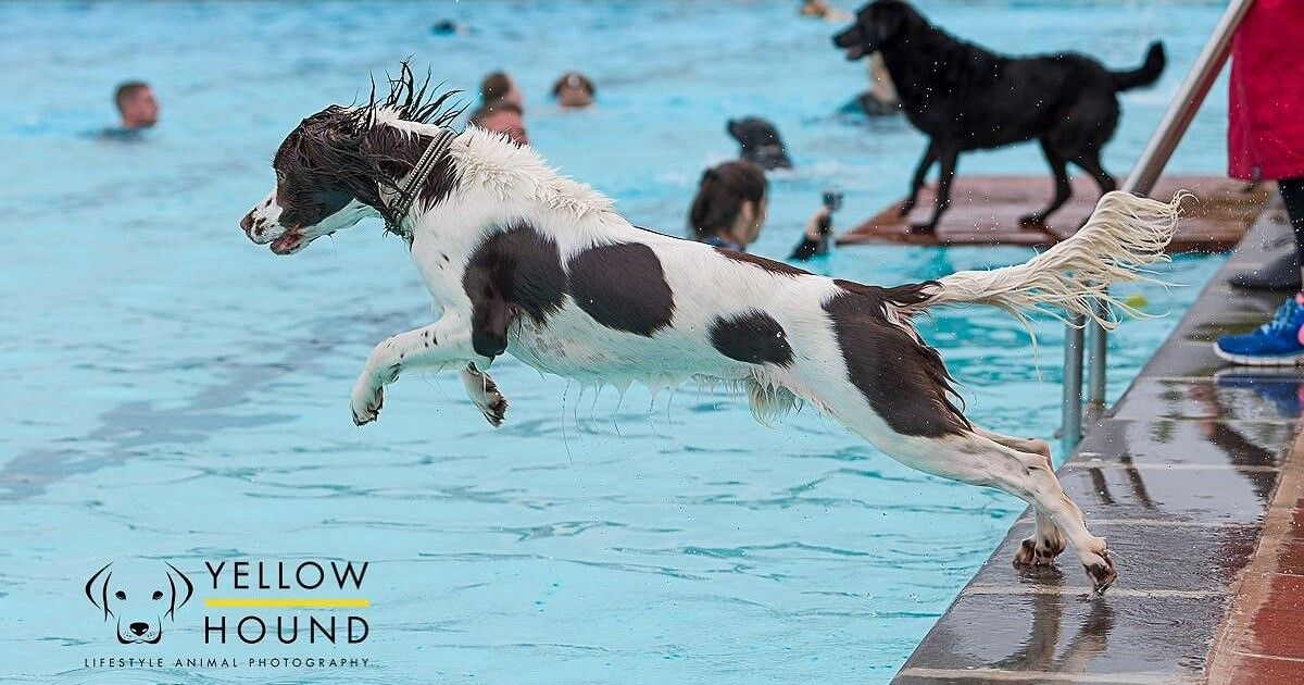 Sandford Parks Lido Dog Swim