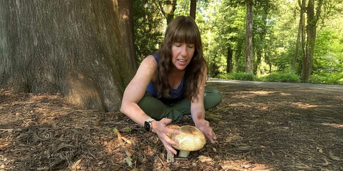 Mushroom Mania: A Fungal Foray