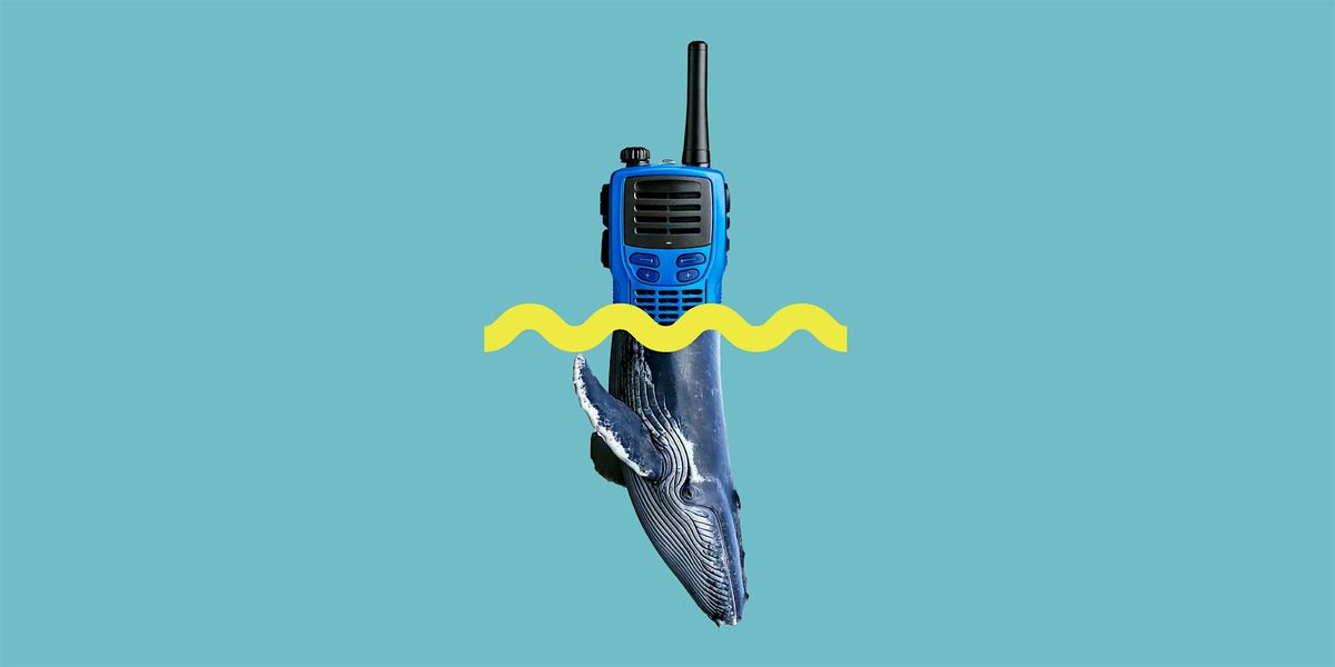 Can AI talk whale?