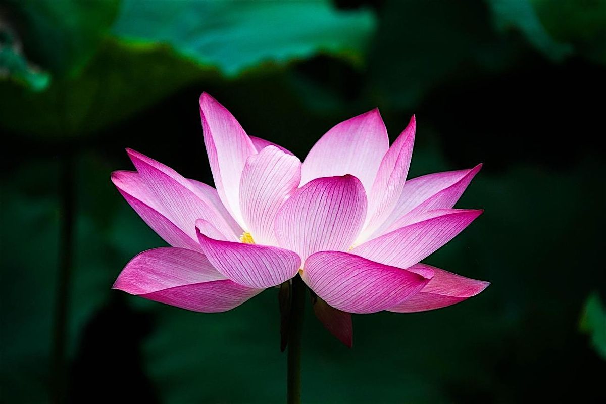 Soulful Simplicity: Decluttering Your Life for Inner Clarity