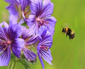 Introduction to Pollinators