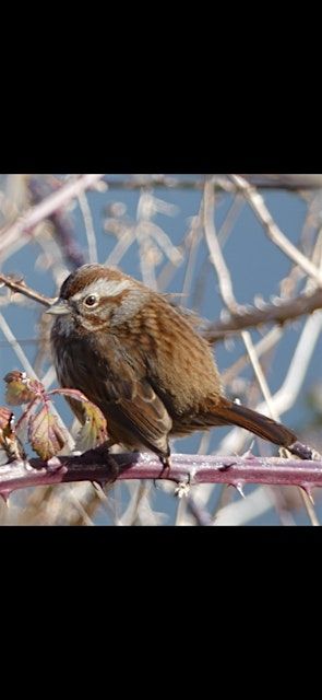 Birding at Millicoma Marsh