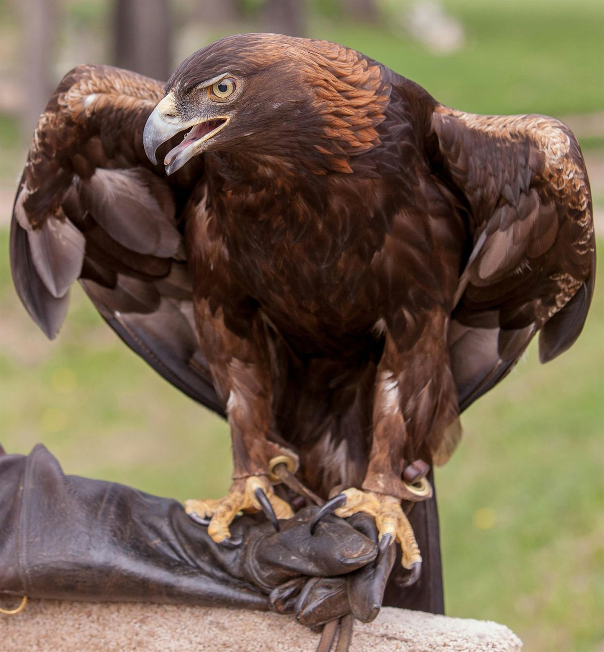 Rocky Mountain Raptor Program Presentation at HPEC