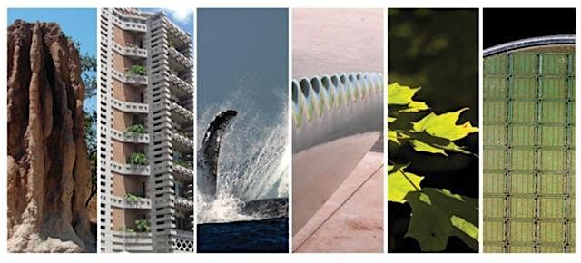Biomimicry Design as a Spark for Innovation
