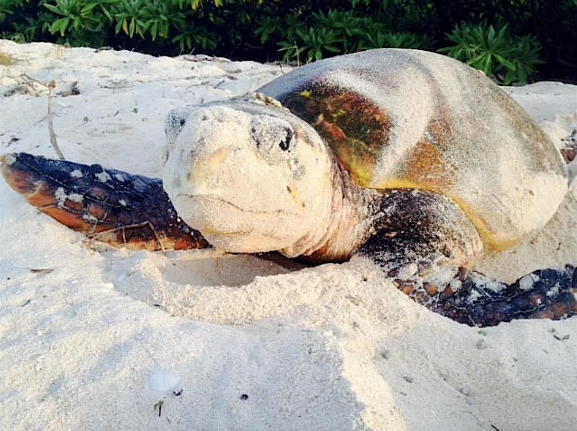 'Target The Trash For The Turtles'- A Coastal Clean Up!