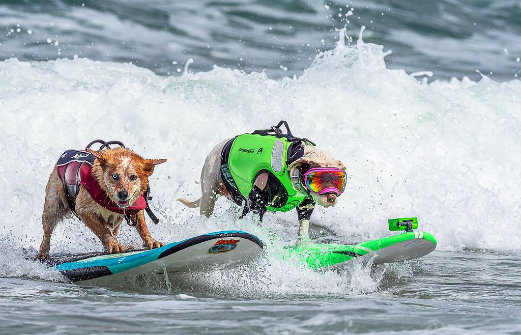 World Dog Surfing Championships 2024, Presented by NESTMENT