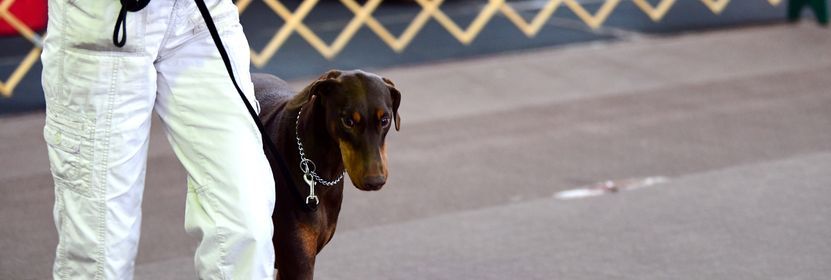 IPOC 3 AKC Obedience Trials