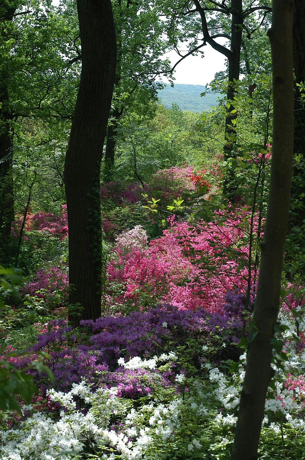 Forest Bathing \u2014 Saturday, August 16th