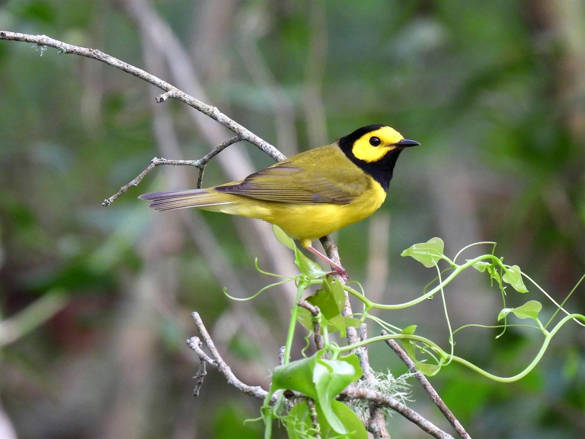 Birding Basics @ Coquille Park (Spring 2025)