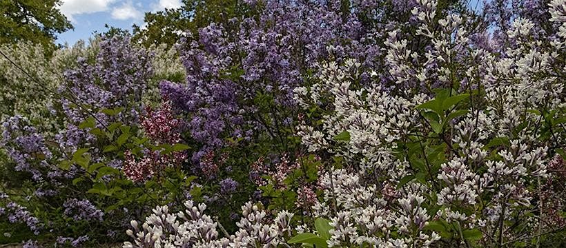 Arboretum Garden Tour: Lilacs