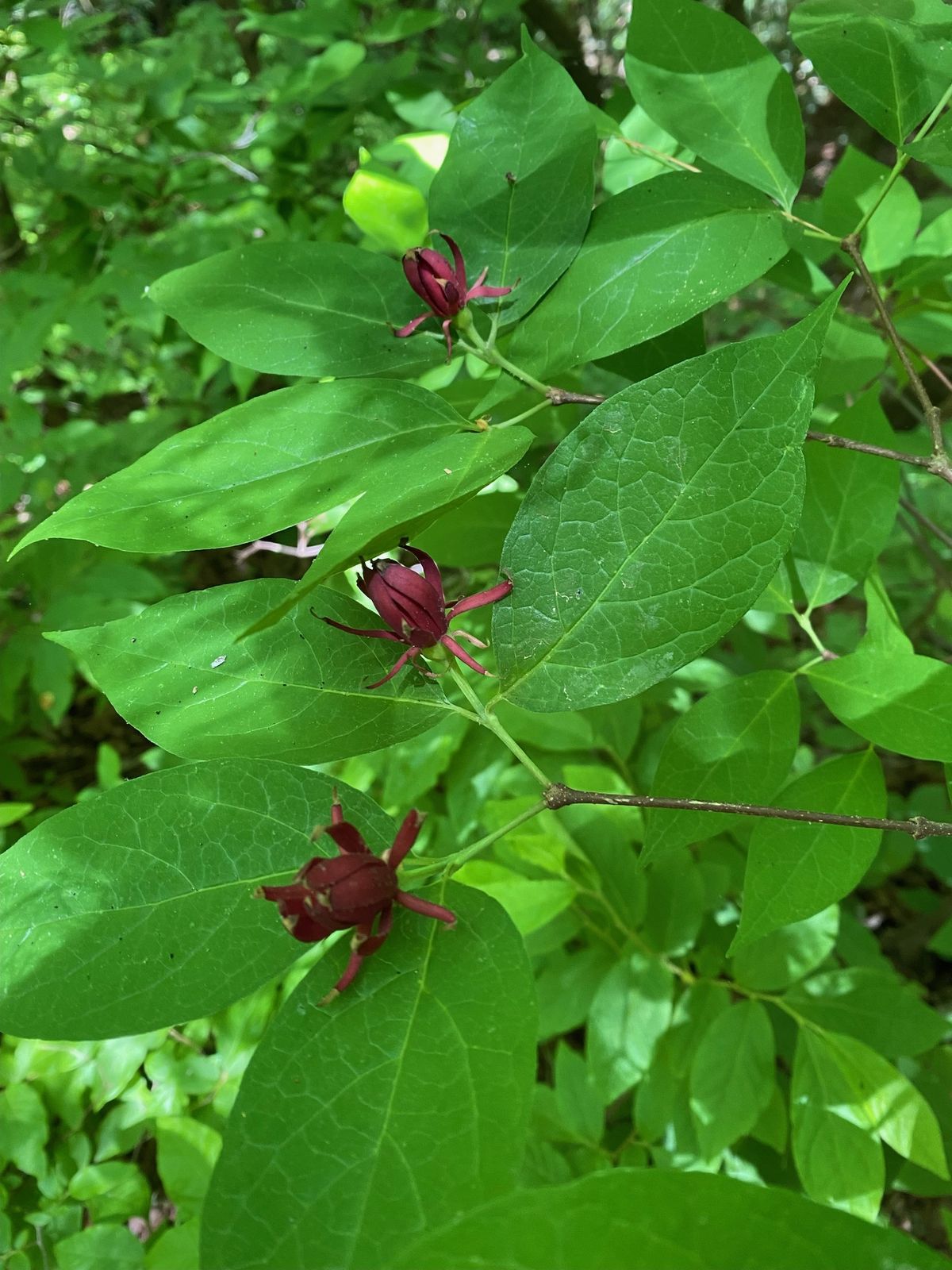 Wonderful Wild Plants