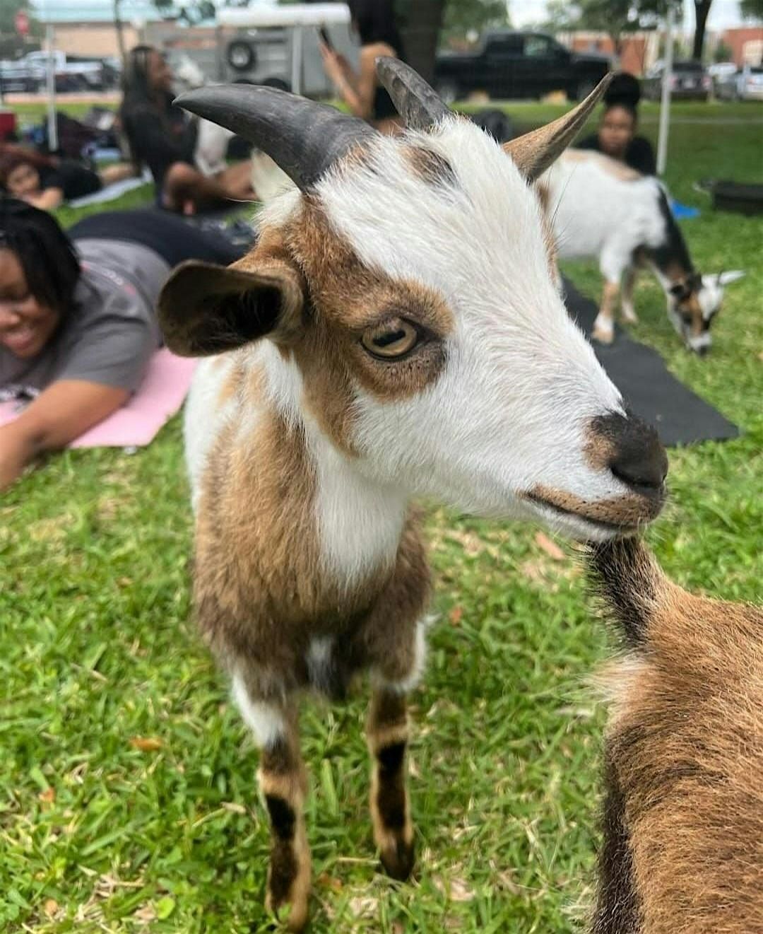 Goat Yoga Houston At The Bing Pizzeria Saturday February 22nd, 10AM