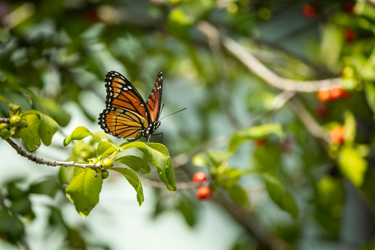 Gardening for Butterflies with Native Plants