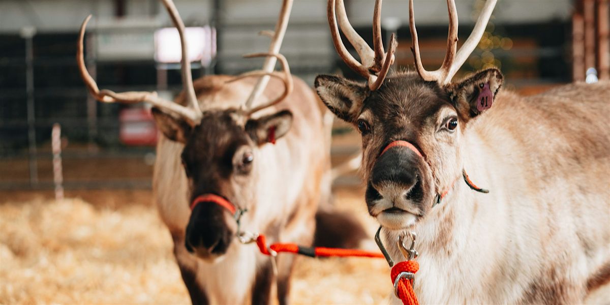 The Reindeer Express - Wellsville