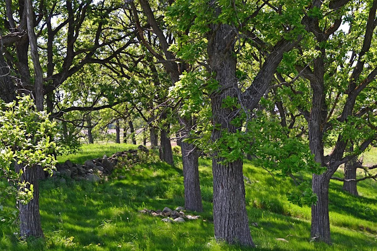 Forest Bathing at Pope Farm Conservancy