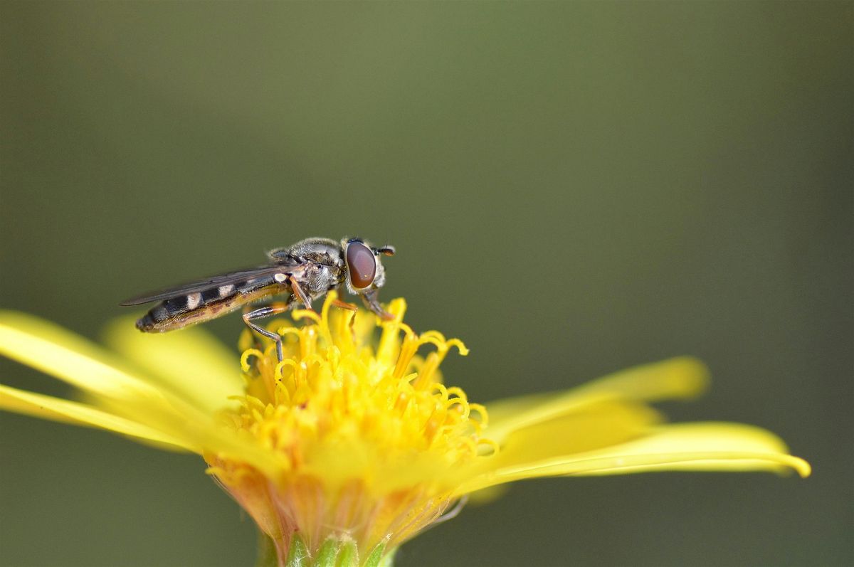 Introduction to Hoverflies with John Showers