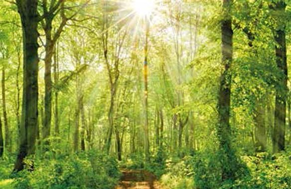 Loss, Grief and Bereavement