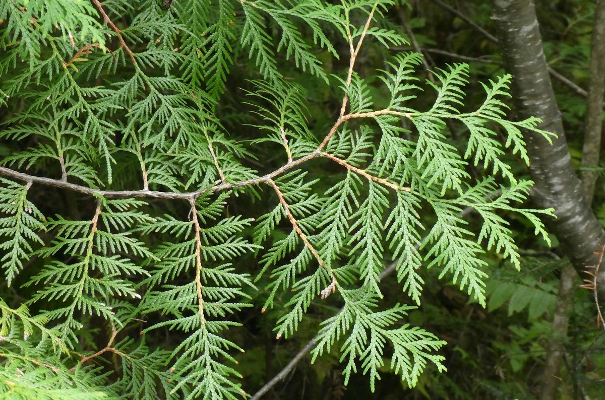 Henteleff Park Interpretive Walk - TUESDAY PM