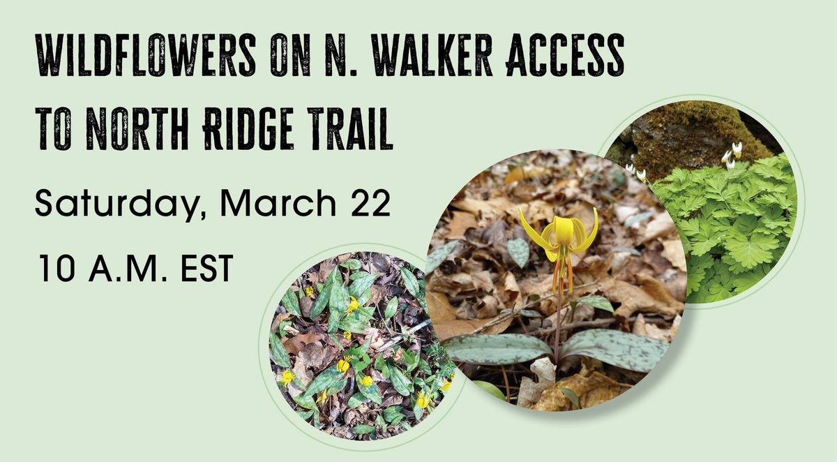 Wildflowers on N. Walker Access to North Ridge Trail 