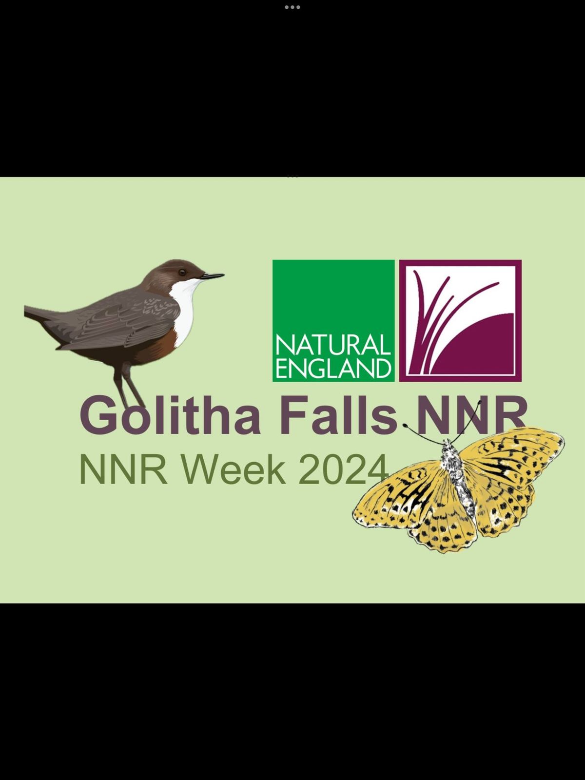 NNR Week 2024 - Golitha Falls Bat Walk