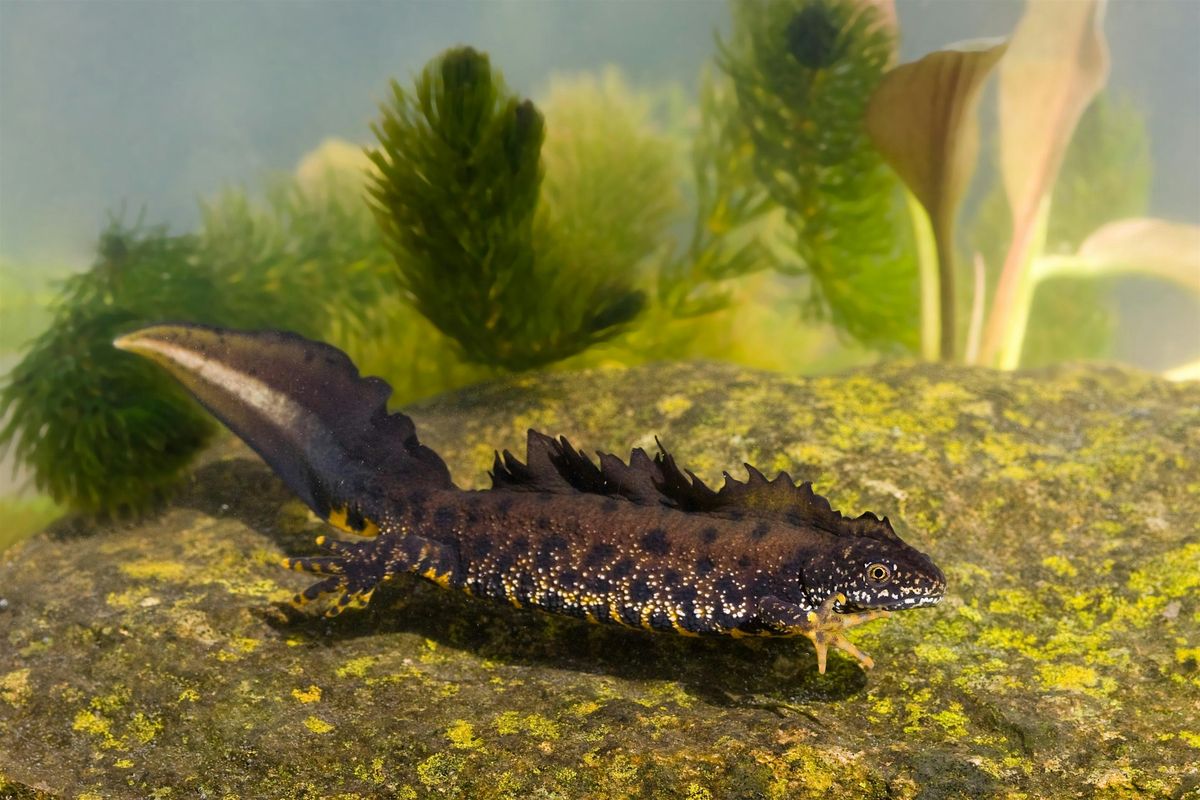 Amphibians on the Isle of Wight, "Time for Action, Time for Change"