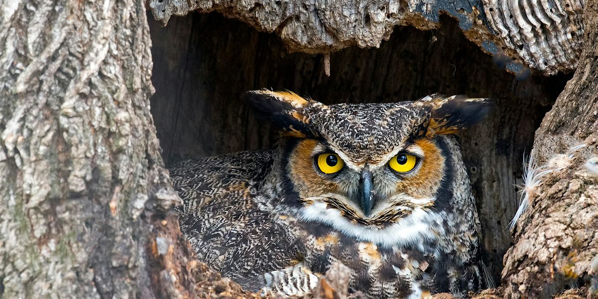 Bark Owls