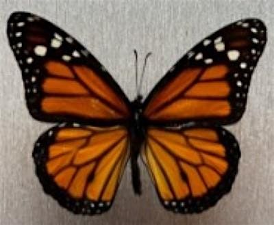 Monarch Butterfly Spreading Class