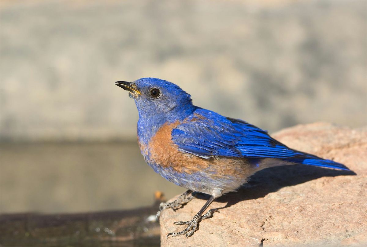 Drop in Birding at Guadalupe Oak Grove Park