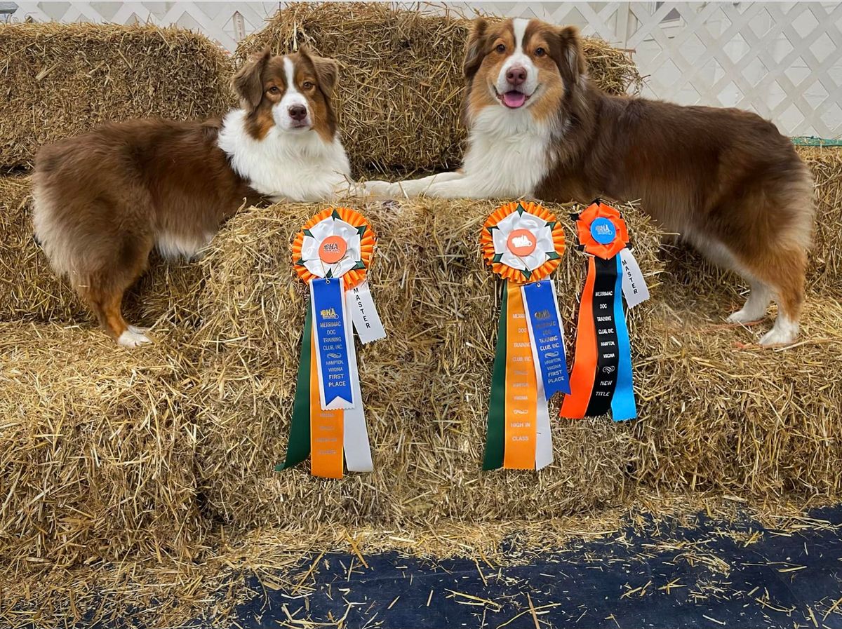 February Barn Hunt Trials