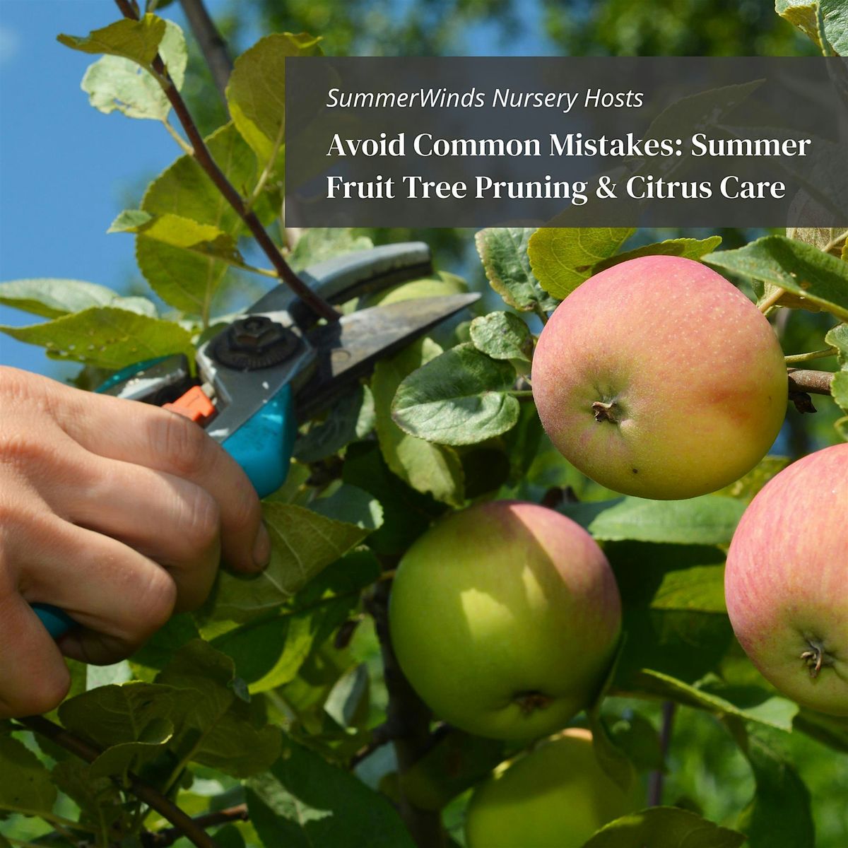 Avoid Common Mistakes: Summer Fruit Tree Pruning & Citrus Care