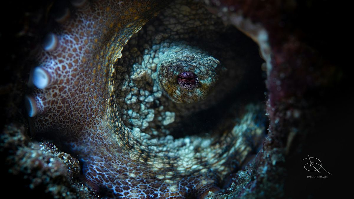 Ocean Whispers Exhibit\/Exhibici\u00f3n Susurros del Oc\u00e9ano by Darlien Morales