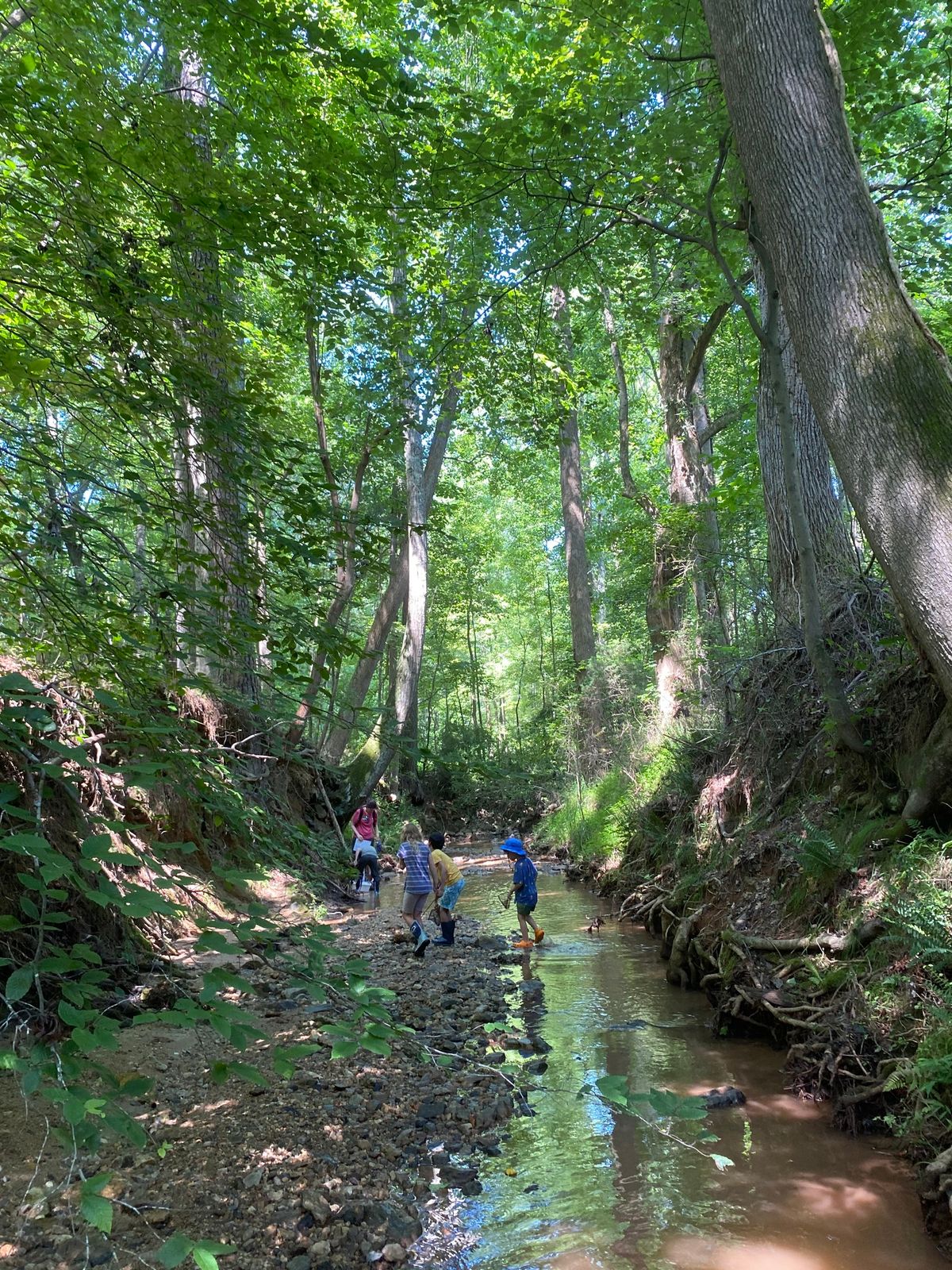 Little Stream Explorers