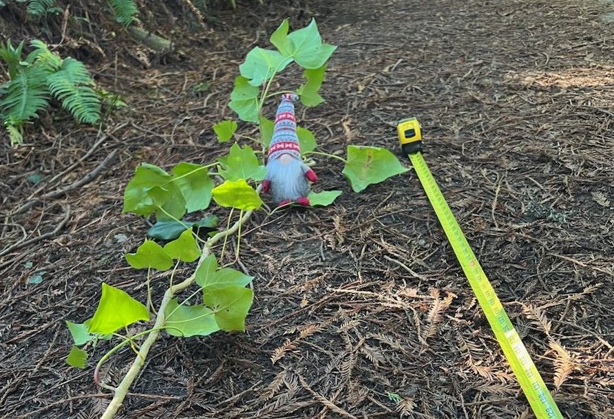 Rohner Park Restoration Work Party