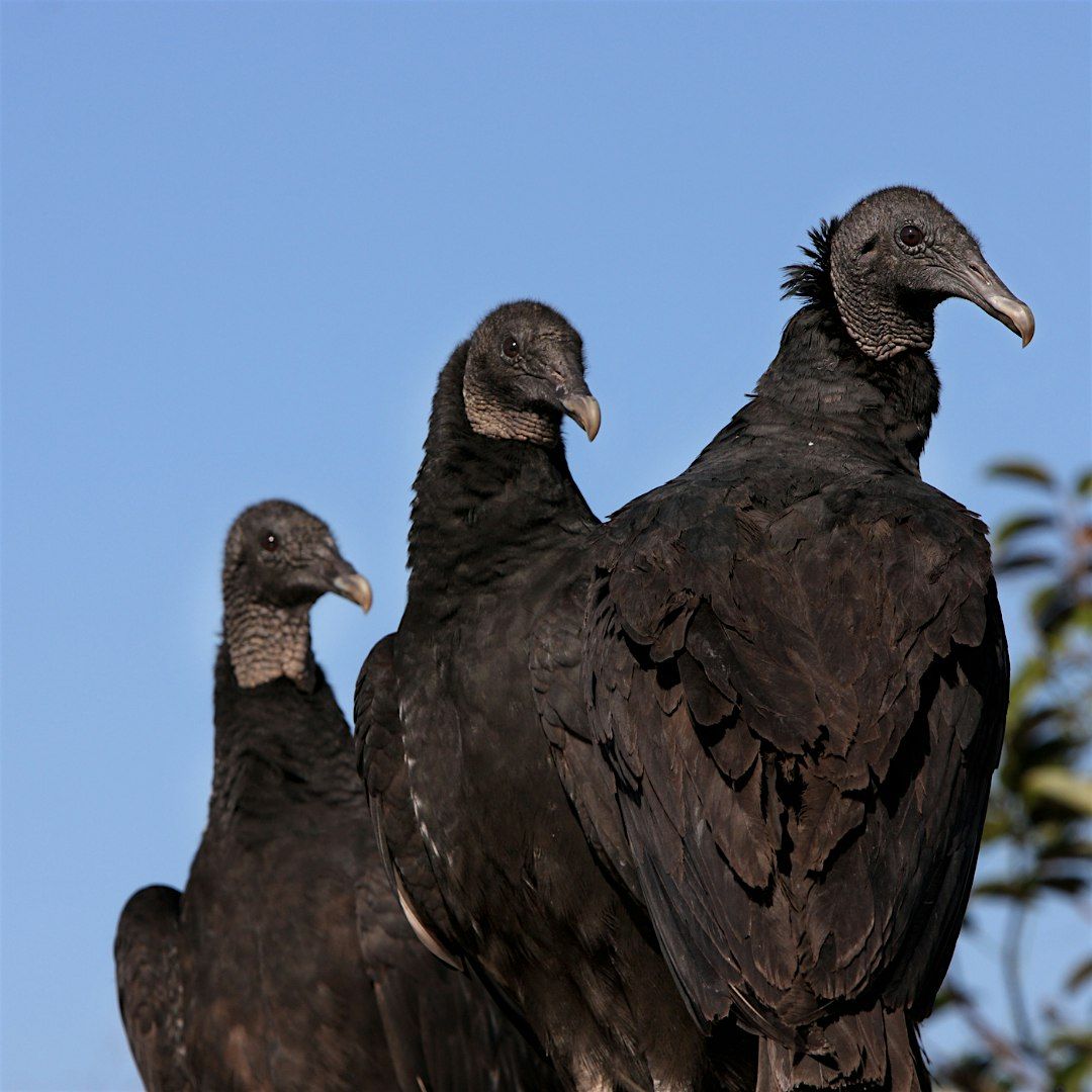 National Buzzard's Day Hike at George LeStrange Preserve