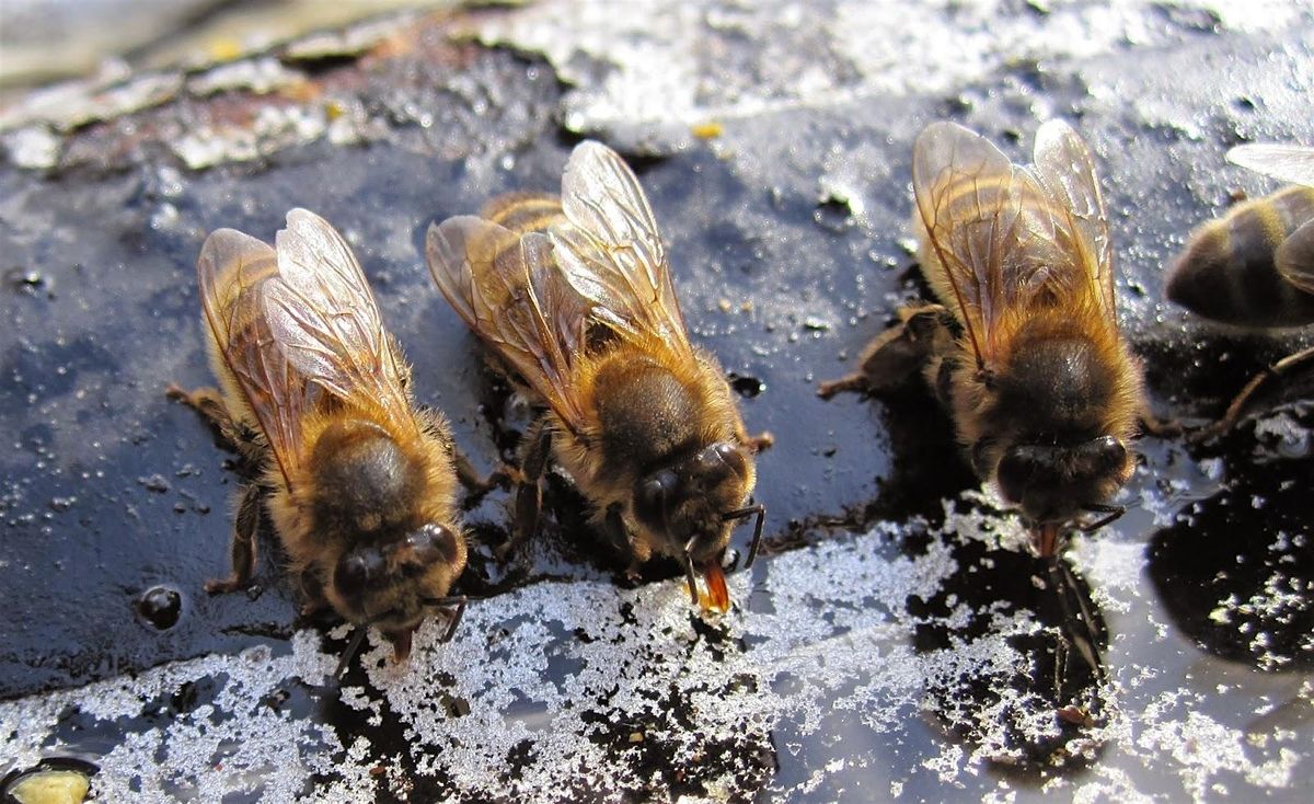 Intermediate Beekeeping (201)