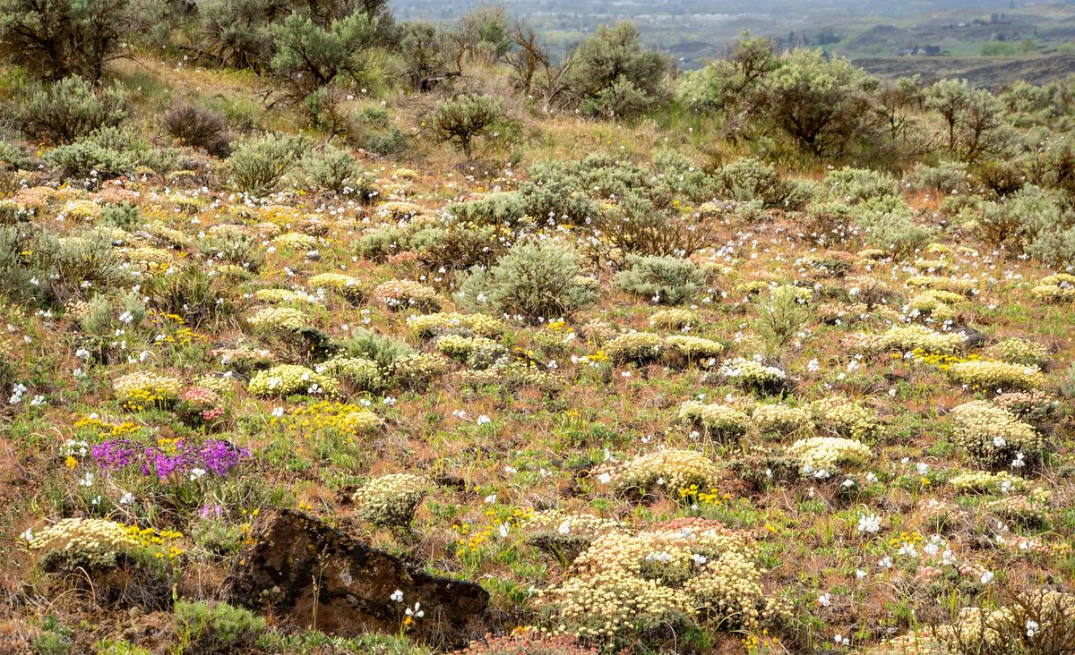 Welcome Wildflower Walk