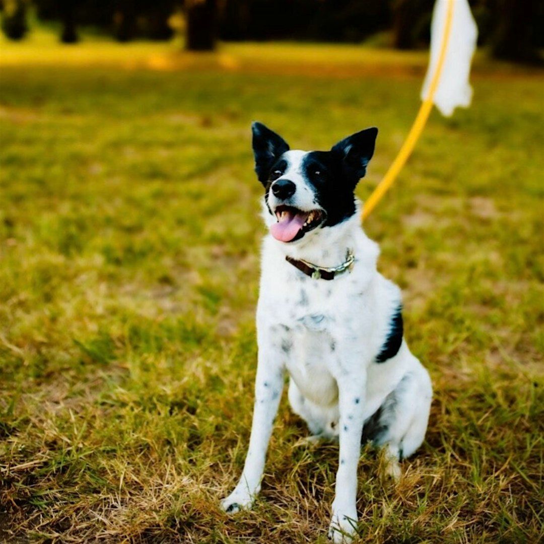 Puppy Yoga Adoption Class