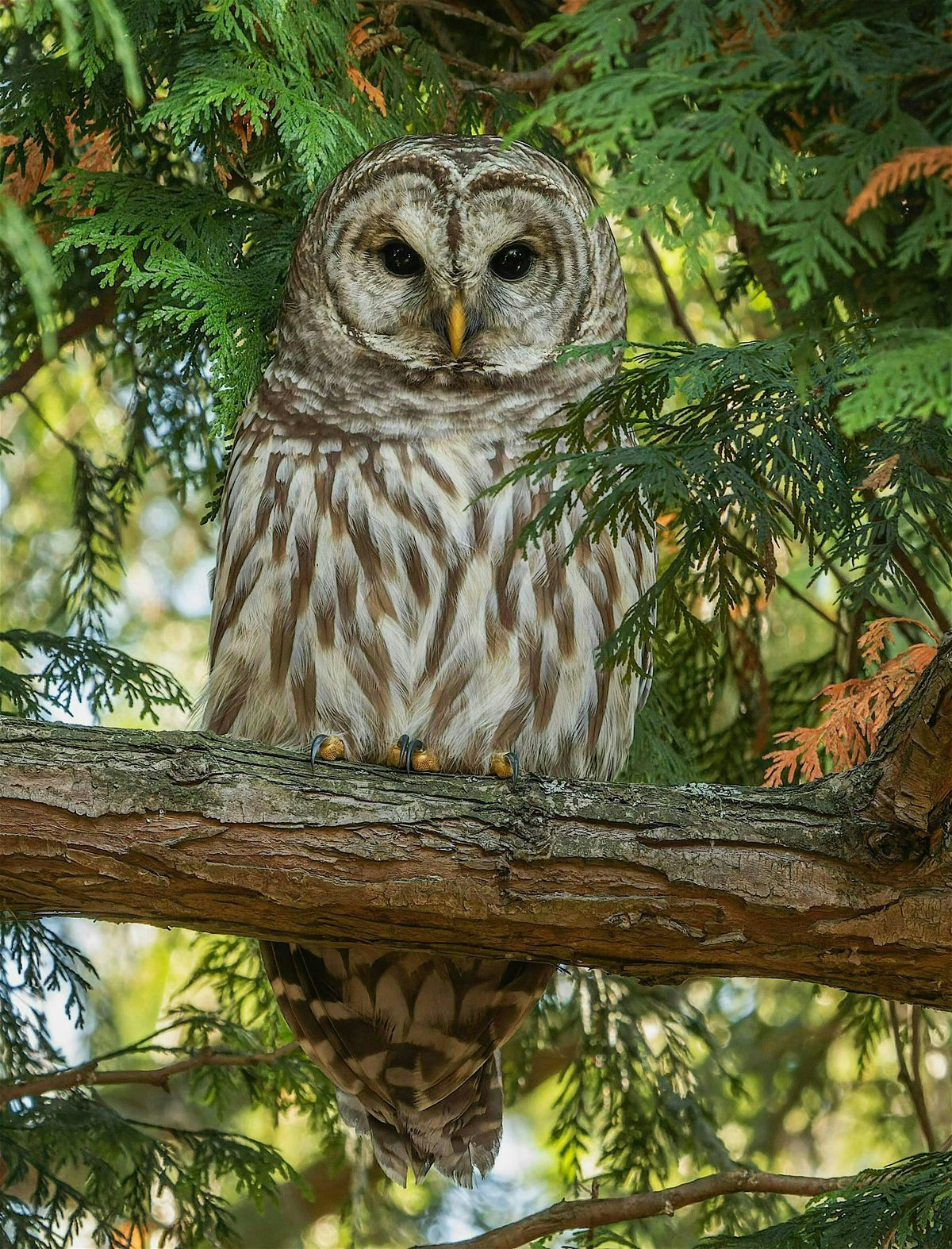 Owl Prowl Nocturne Field Trip