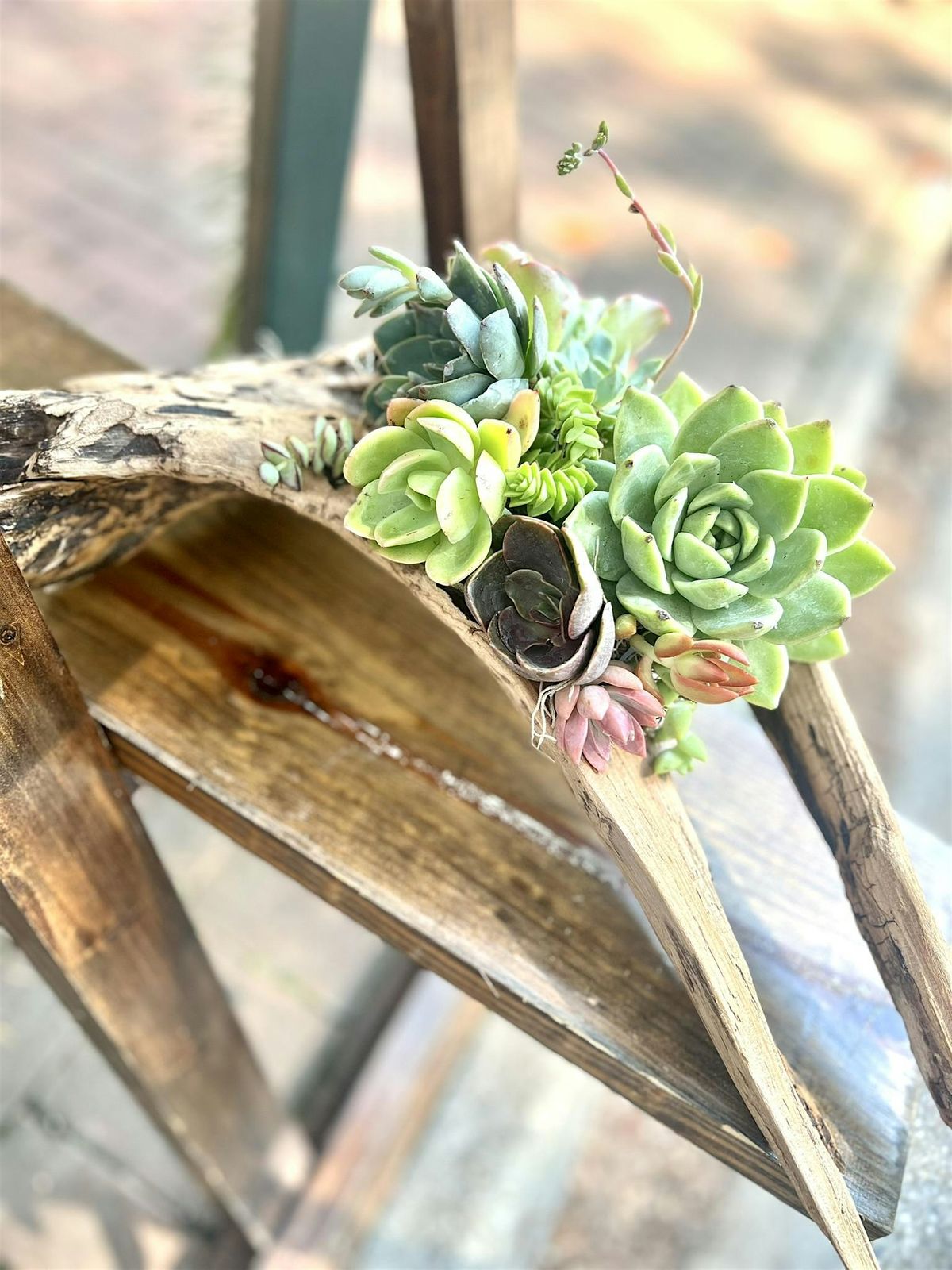 Sweethaven Lavender Farm Succulent Driftwood Workshop