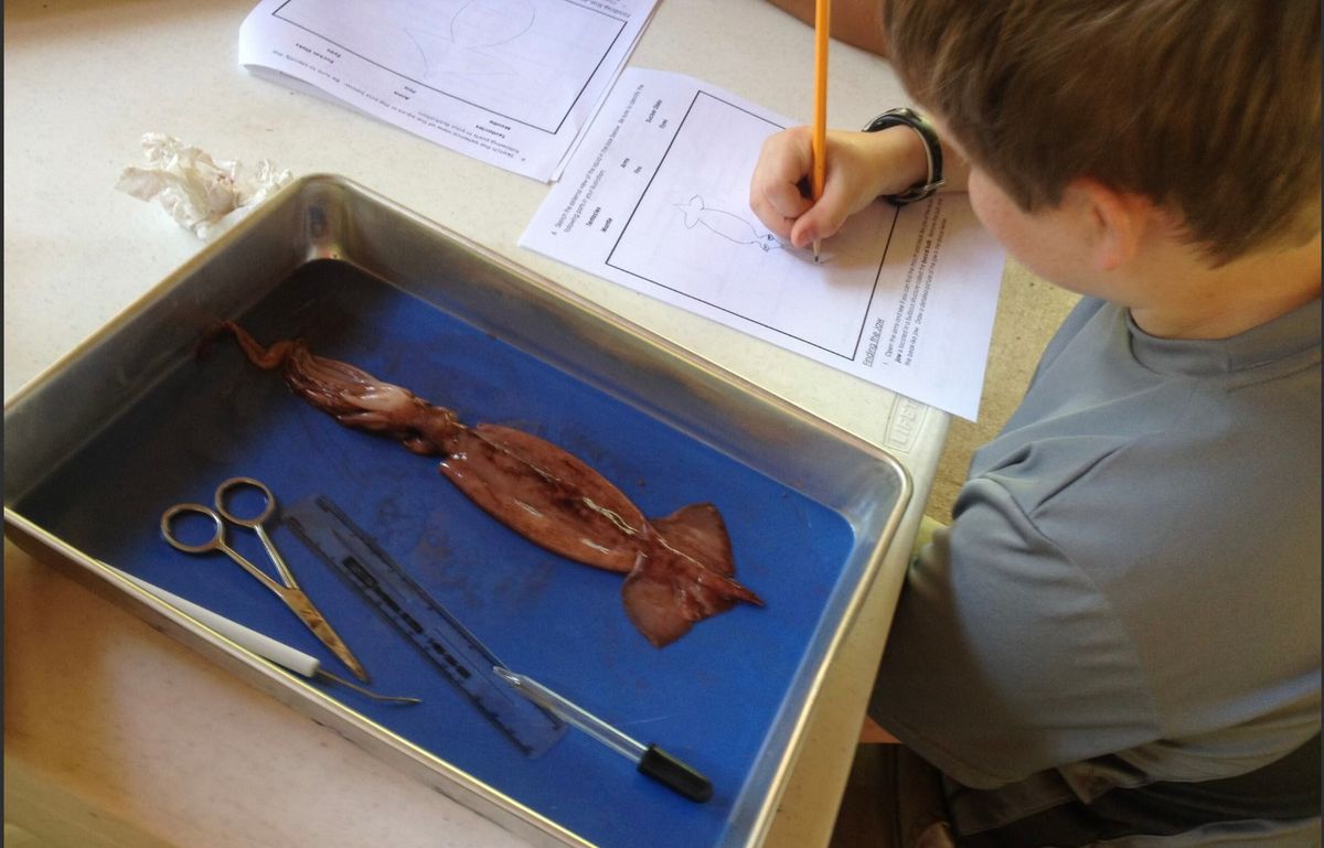 Homeschool Day - Squid Dissection