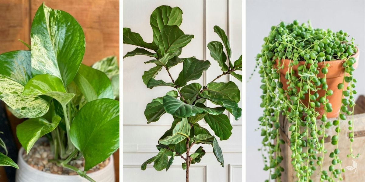 Houseplant Repotting Demo