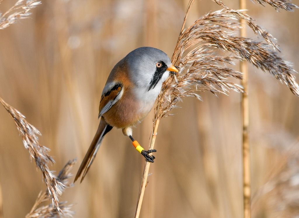 Bearded Reedling Guided Walk