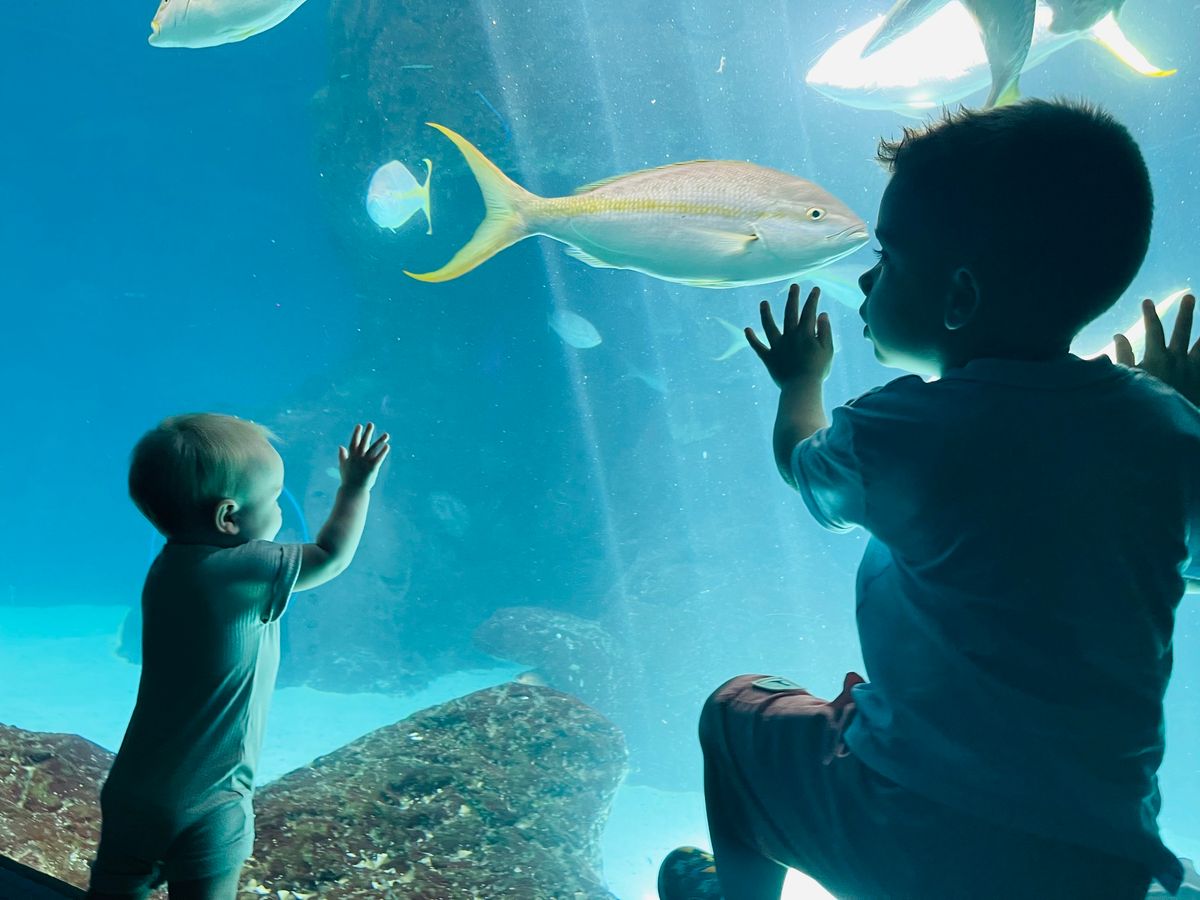 Mote Family Activity and Aquarium Visit