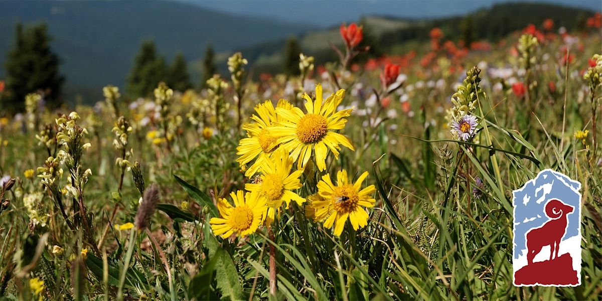 Alpine Wildflowers of Rocky Mountain National Park